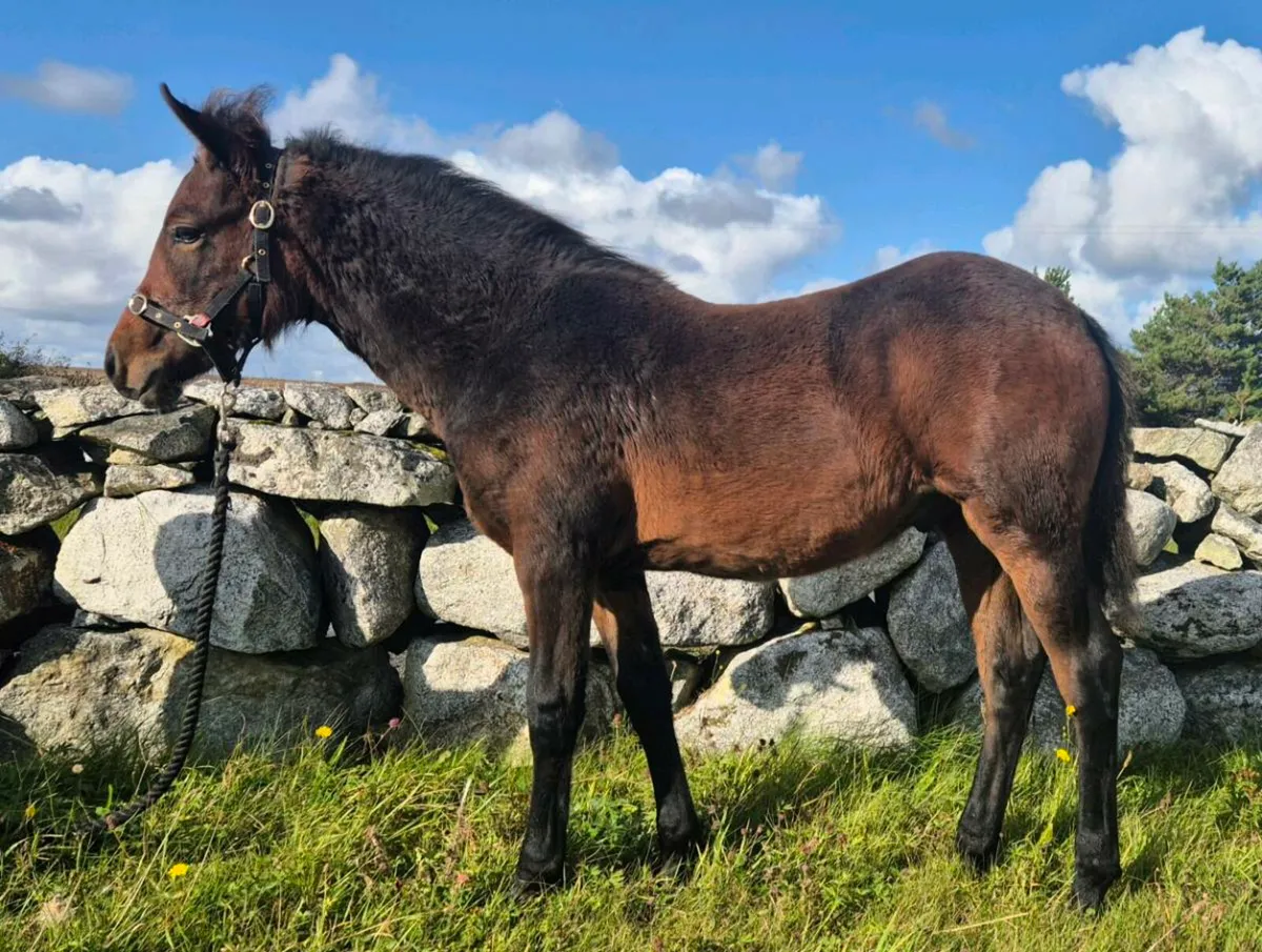 Connemara Colt Foal - Image 1