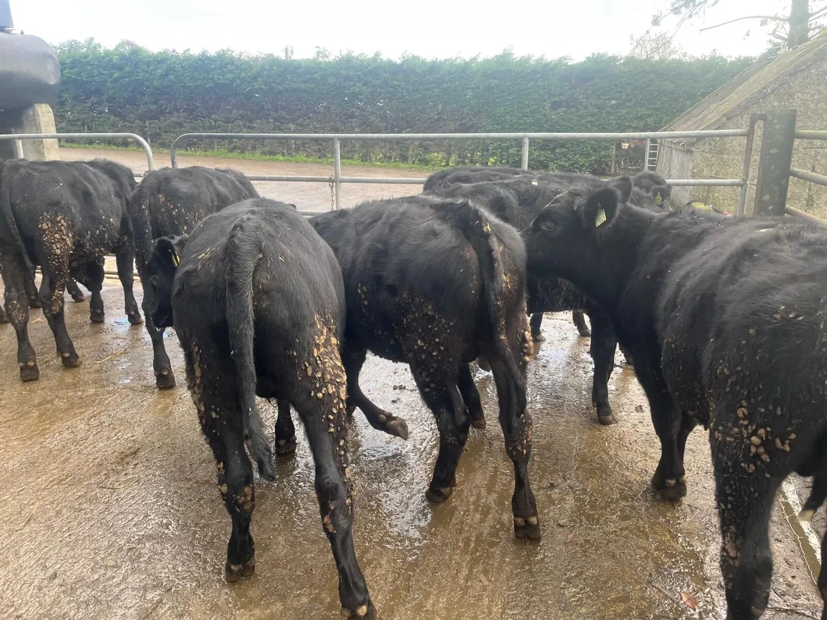 10 super  Angus  bull weanlings - Image 1