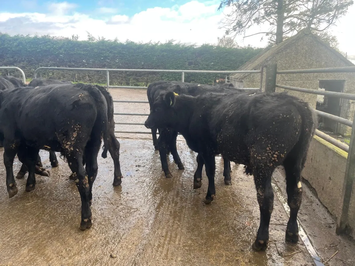10 super  Angus  bull weanlings - Image 2