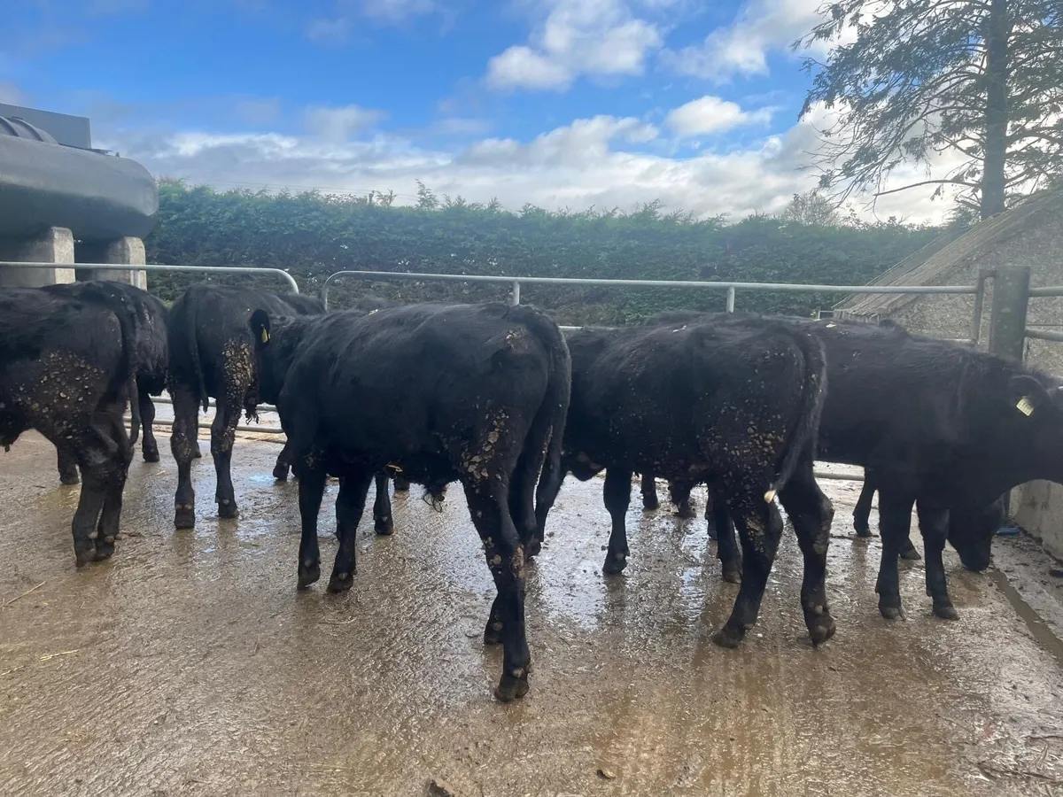 10 super  Angus  bull weanlings - Image 3