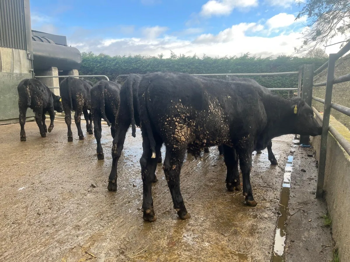 10 super  Angus  bull weanlings - Image 4