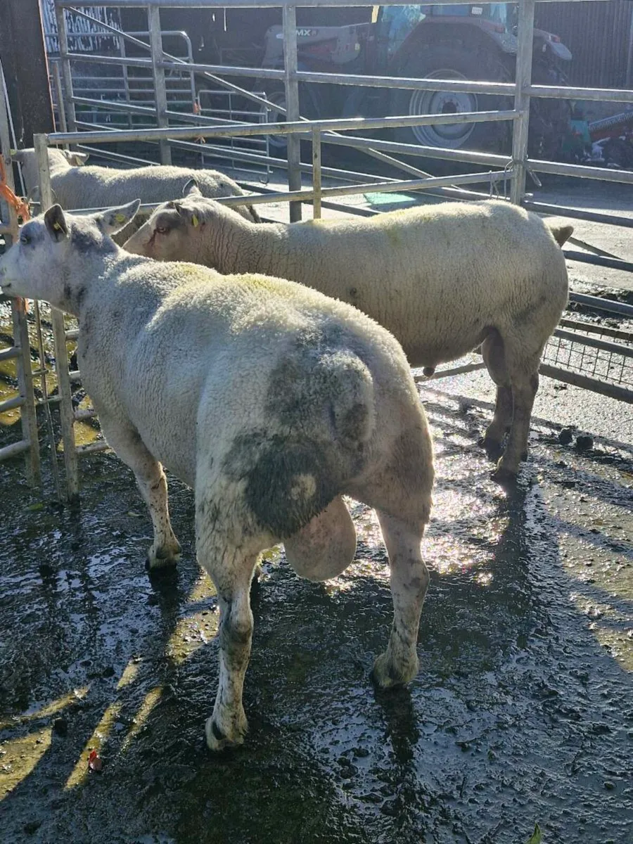***Stock Rams Organic*** - Image 1