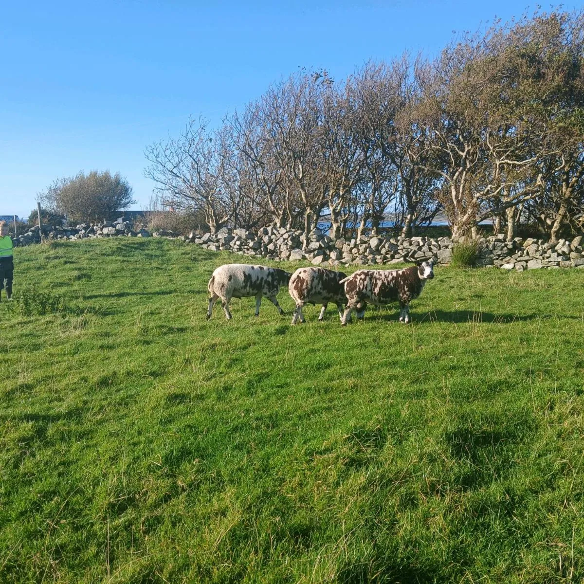 Pedigree Dutch Spotted Ram Lambs - Image 1