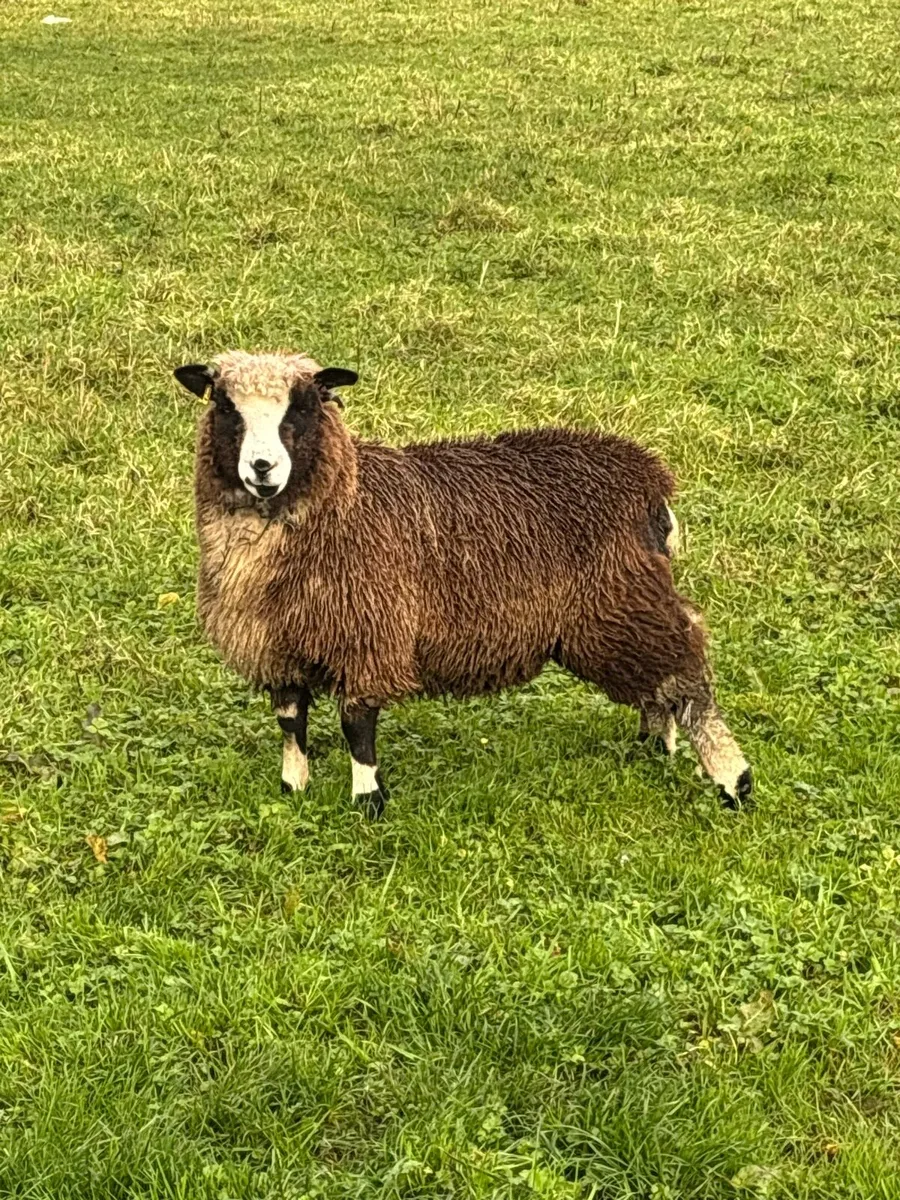 🐑Ewe Lambs For RAFFLE🐑 - Image 1