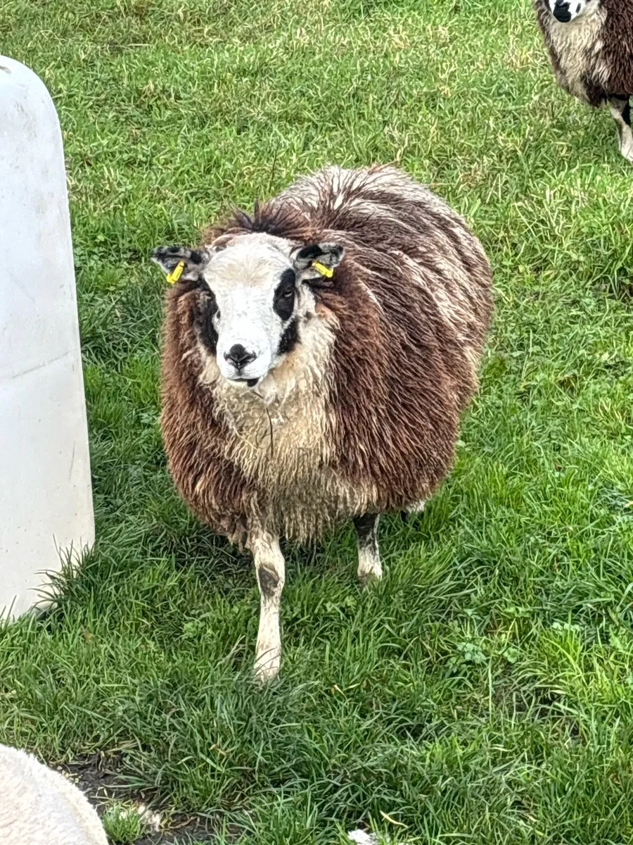 🐑Ewe Lambs For RAFFLE🐑 - Image 2