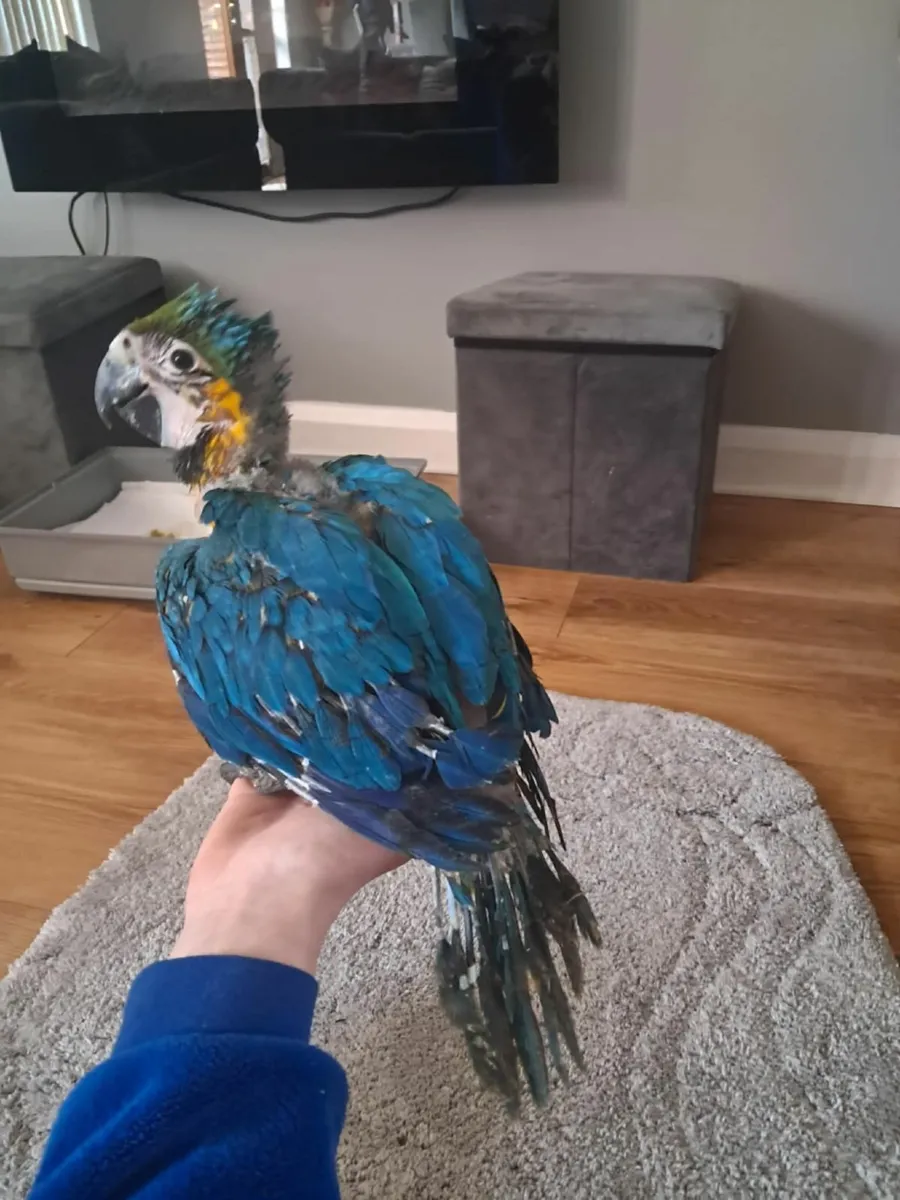 Macaw parrot - Image 1