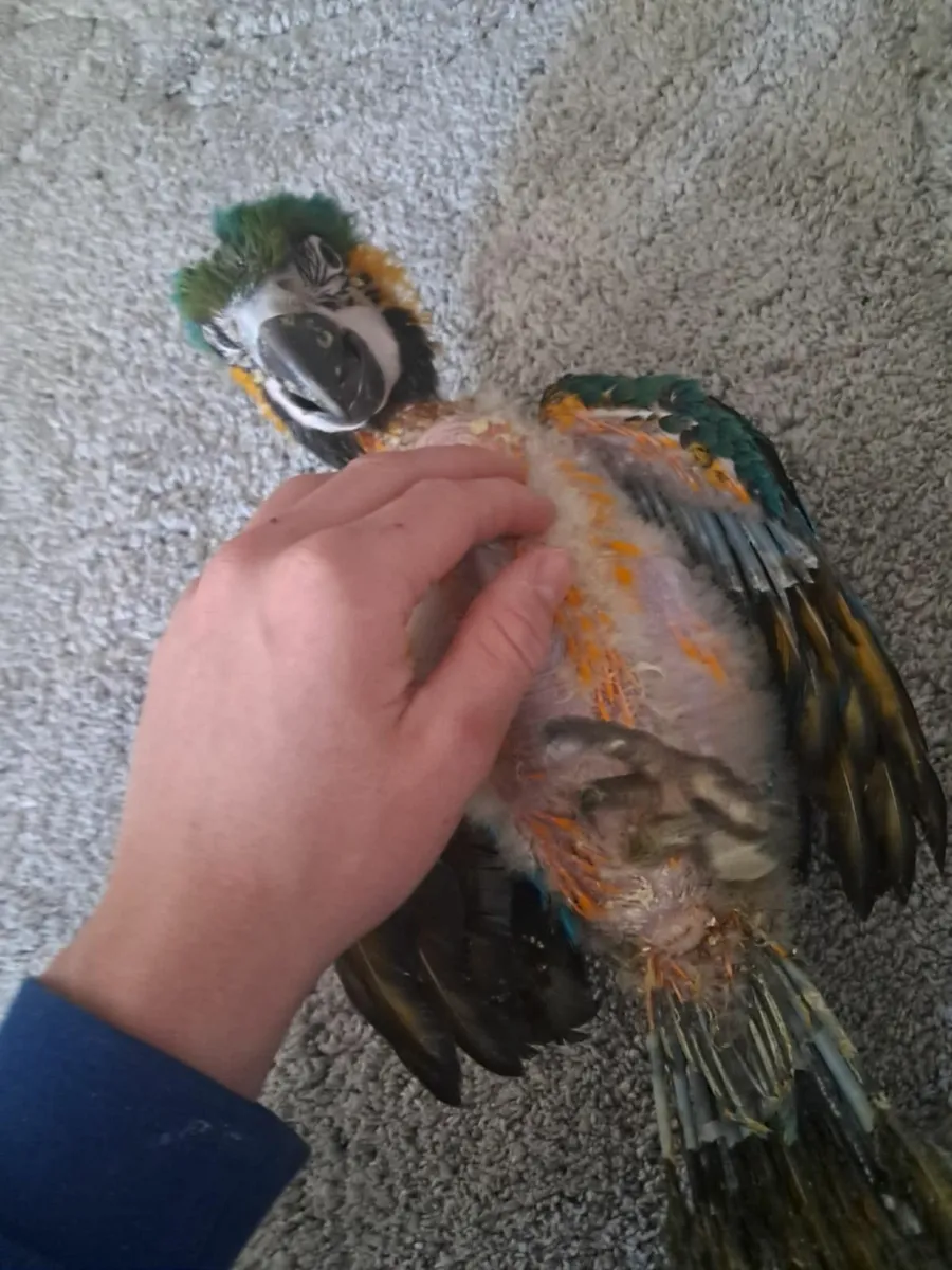 Macaw parrot - Image 2