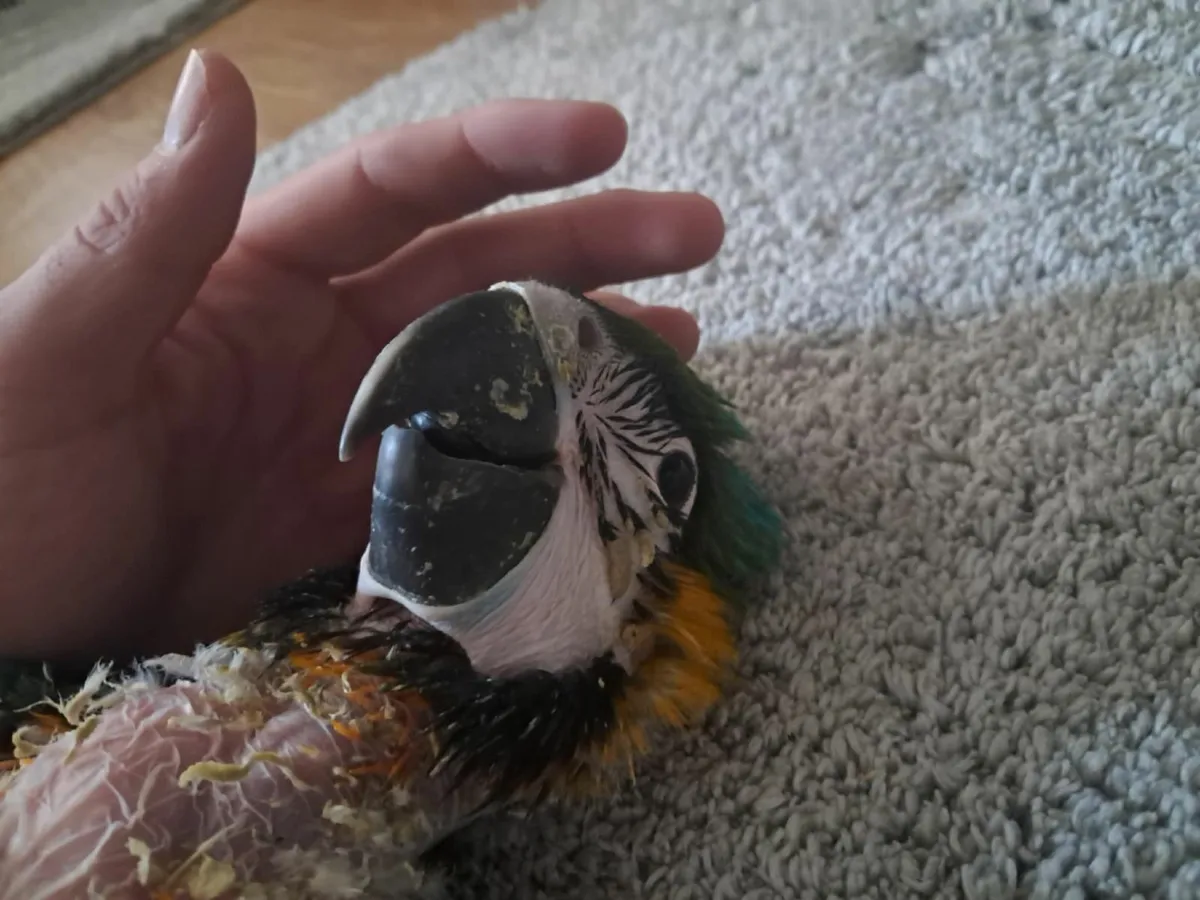 Macaw parrot - Image 3