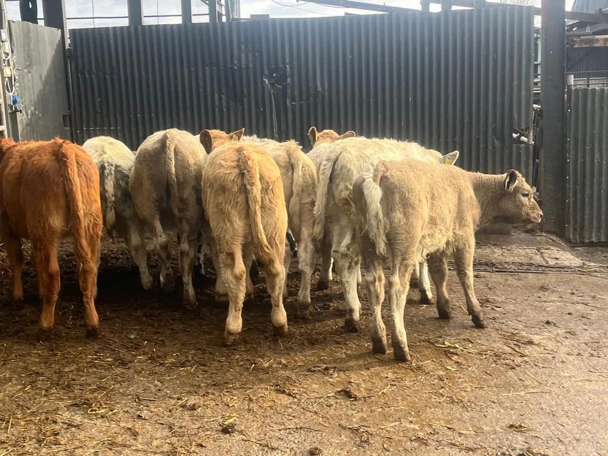 10 super suckler  bred  continental heifers - Image 1