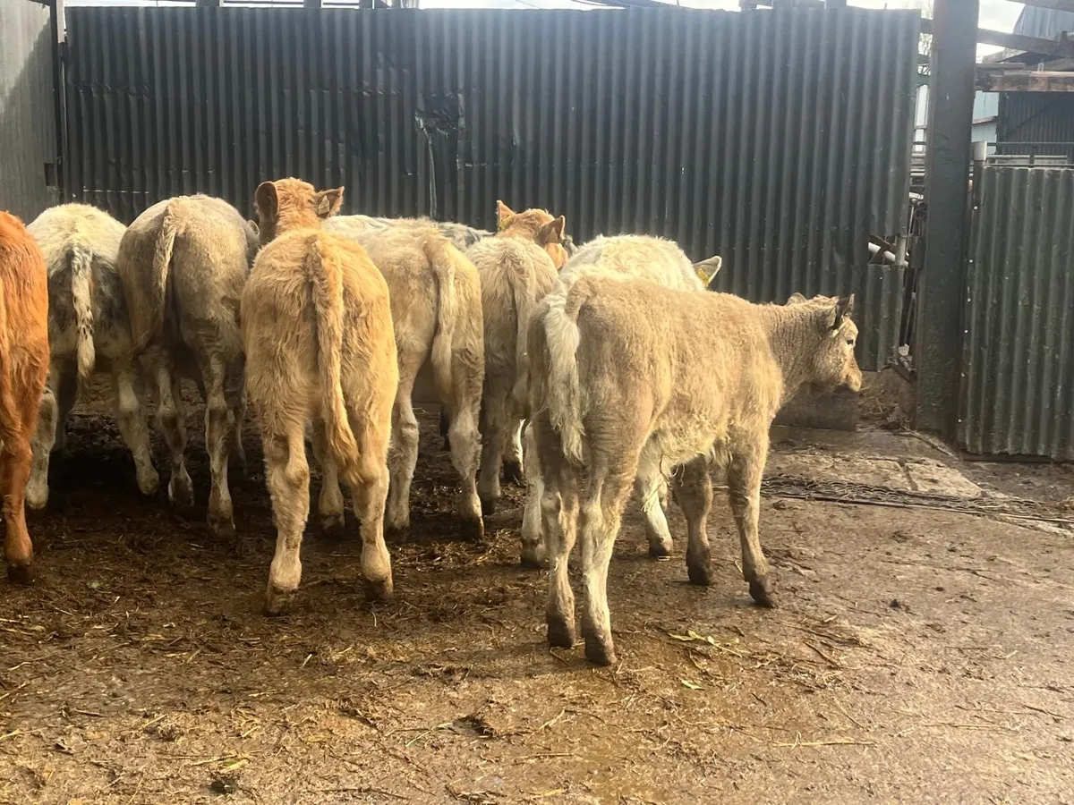 10 super suckler  bred  continental heifers - Image 2