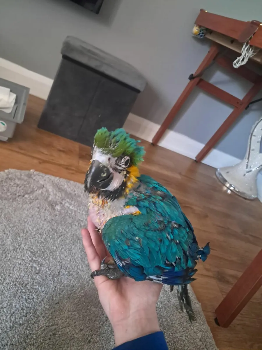 Macaw parrot - Image 4