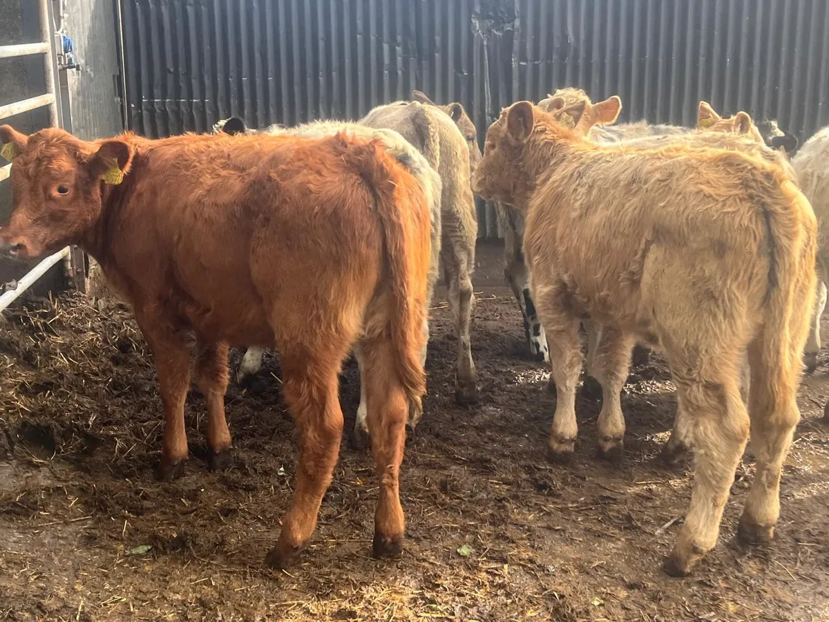 10 super suckler  bred  continental heifers - Image 4