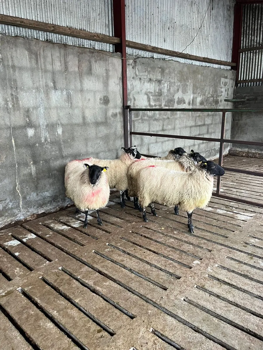 💥5 smashing mule ewe hoggets 💥 - Image 1