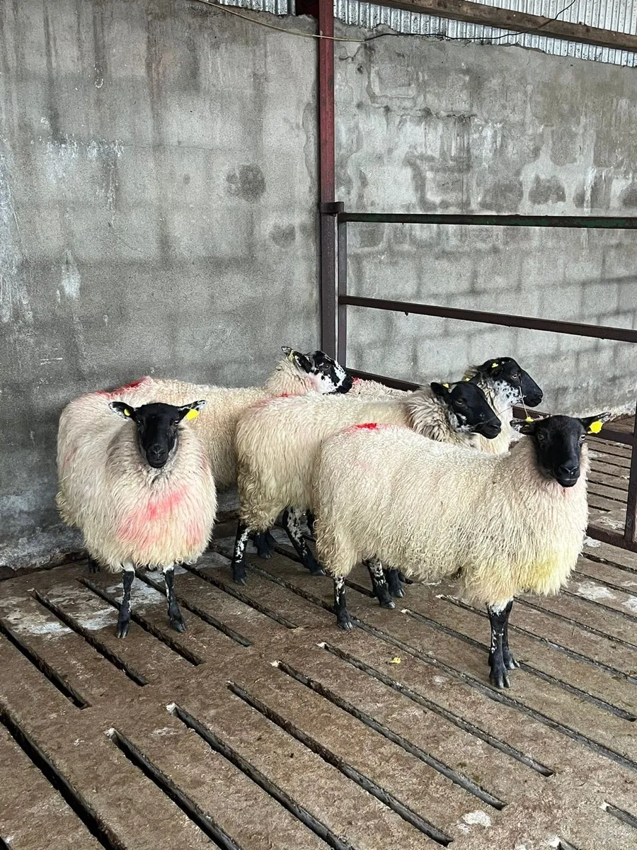 💥5 smashing mule ewe hoggets 💥 - Image 2