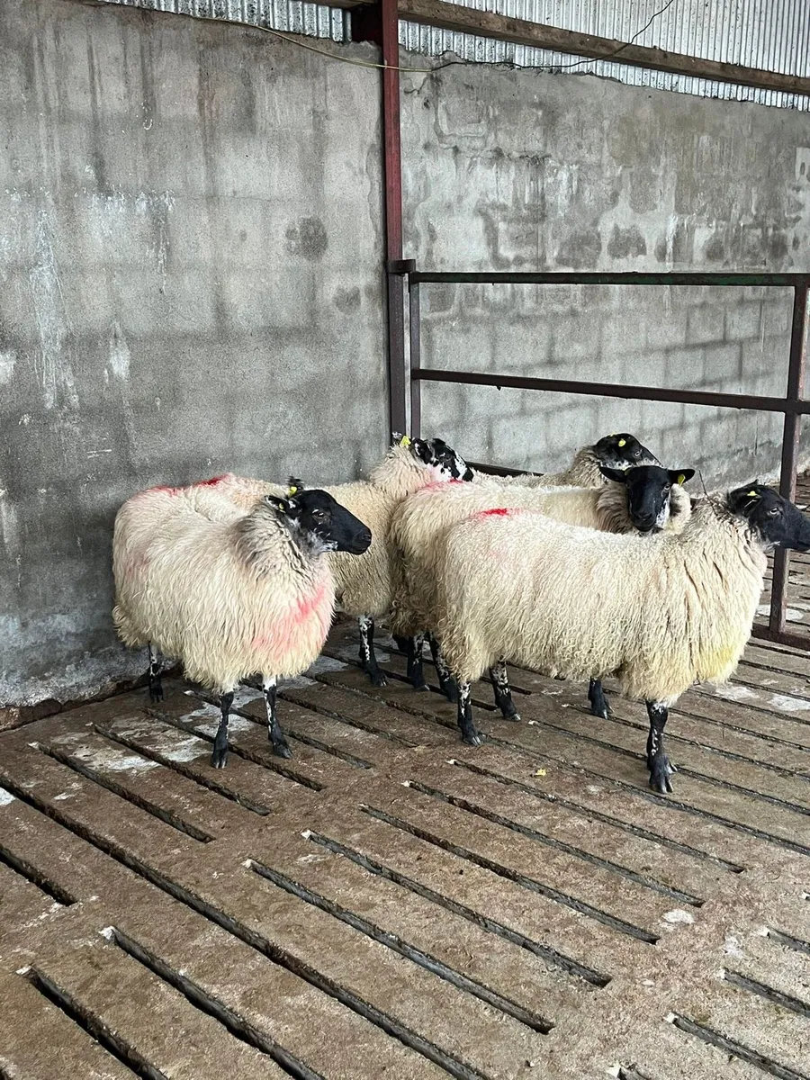 💥5 smashing mule ewe hoggets 💥 - Image 3