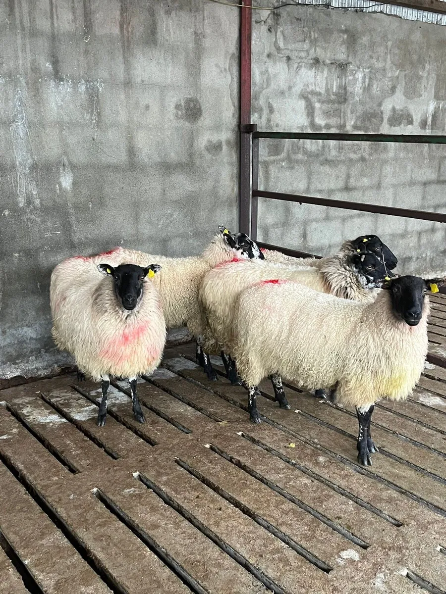 💥5 smashing mule ewe hoggets 💥 - Image 4