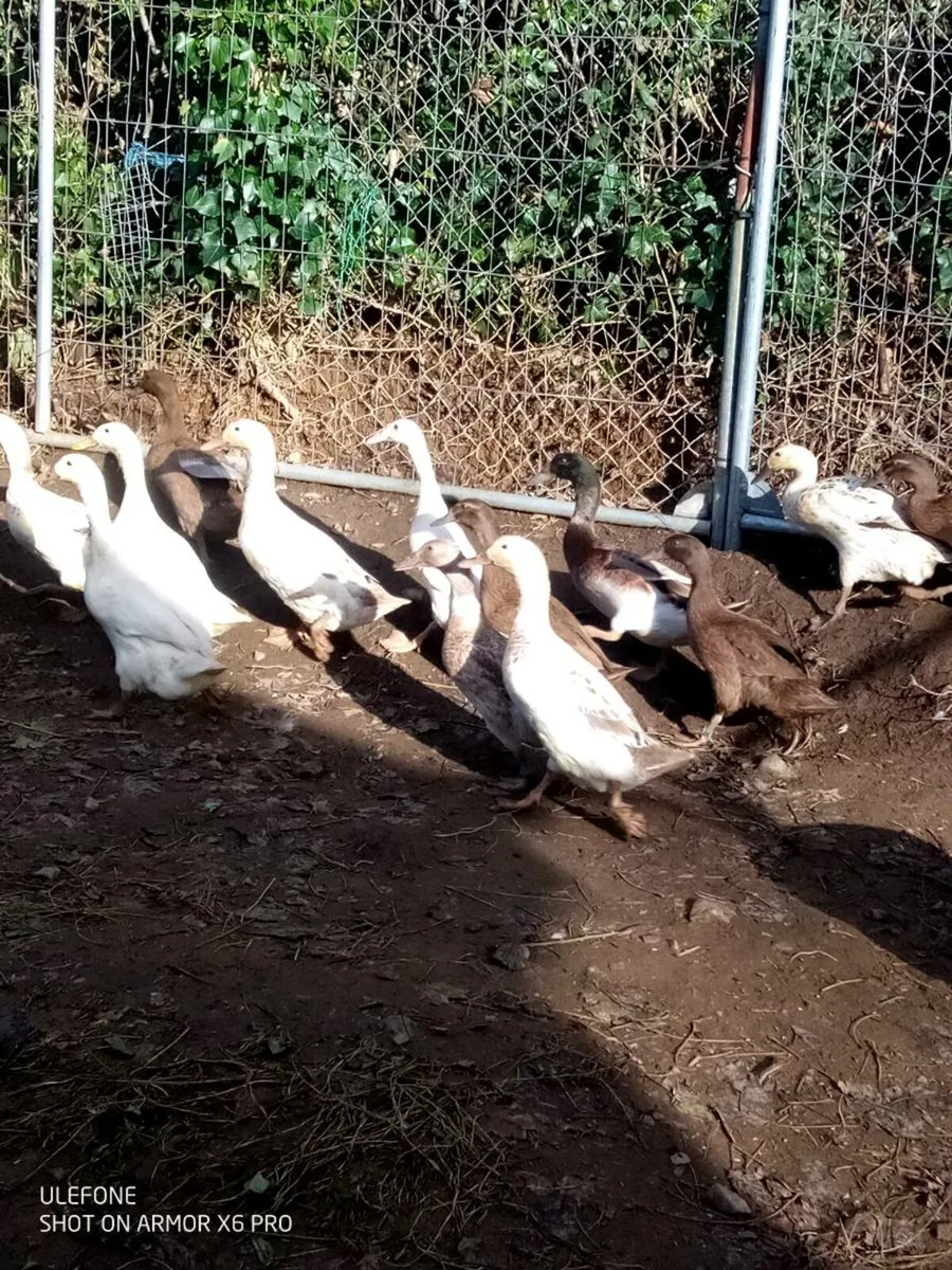 Duck's Chick's Drake's and Roosters. - Image 1