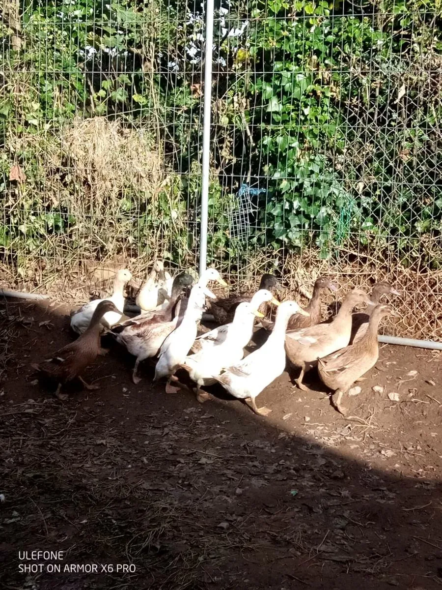 Duck's Chick's Drake's and Roosters. - Image 1