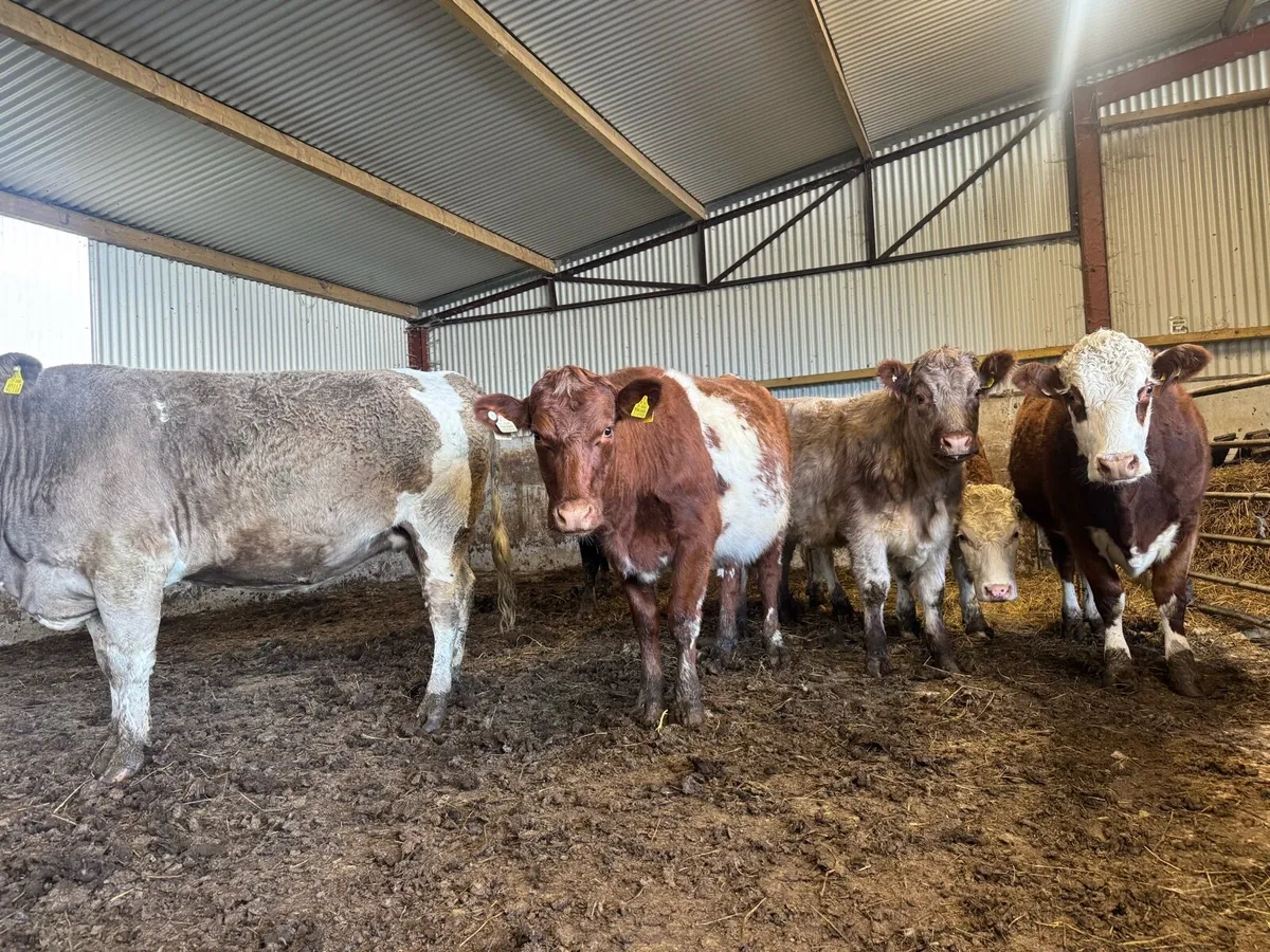 5 star In calf heifers. - Image 1