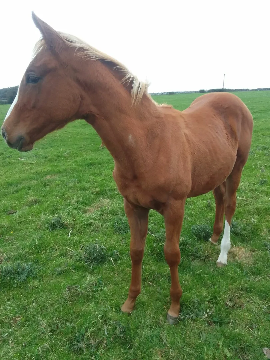 Super Foals - Image 1