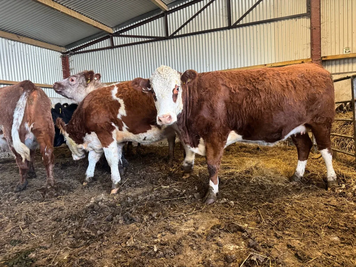 5 star In calf heifers. - Image 2