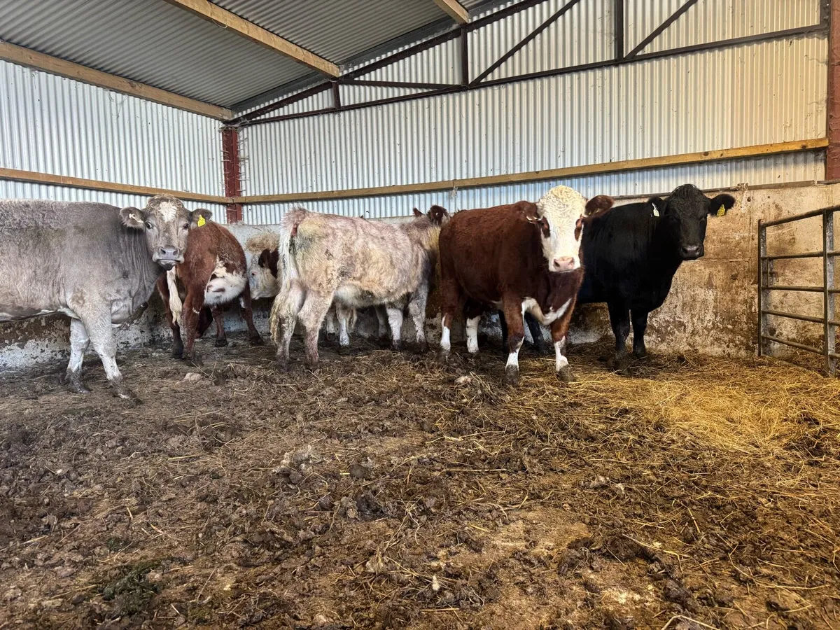 5 star In calf heifers. - Image 3
