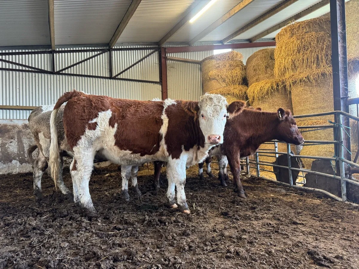 5 star In calf heifers. - Image 4