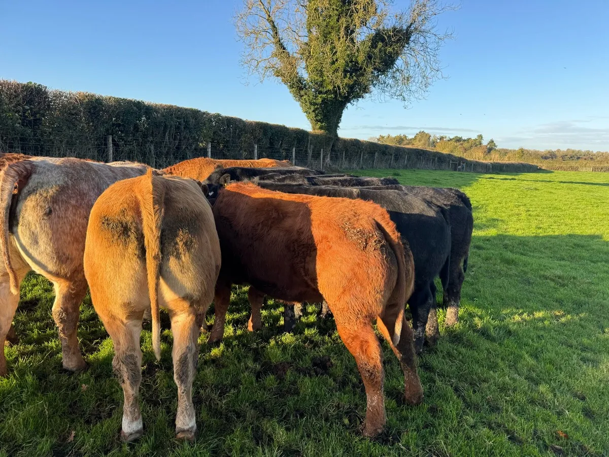 10 serious bulling heifers - Image 3