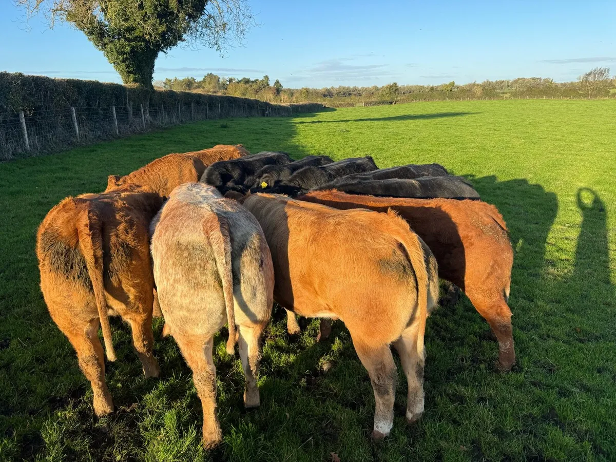 10 serious bulling heifers - Image 4