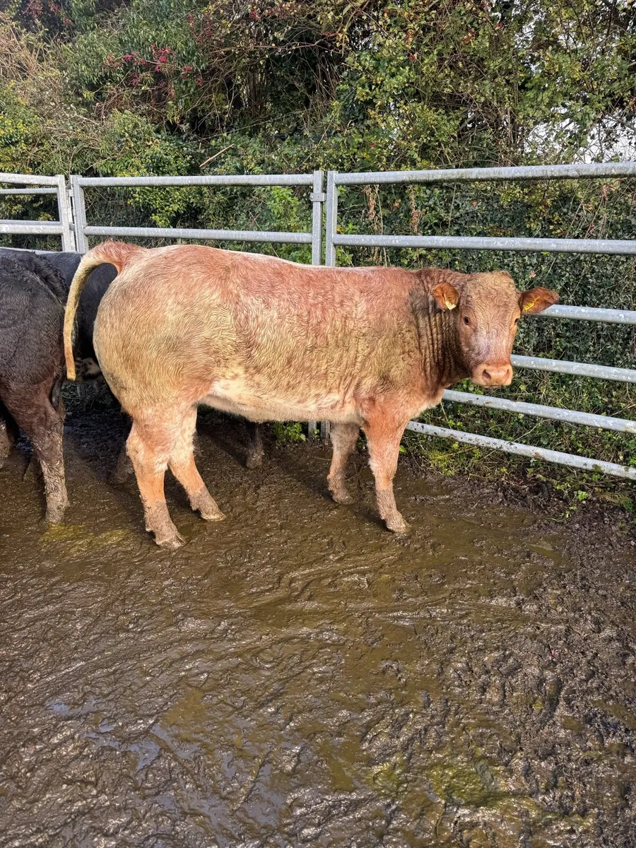 10 serious bulling heifers - Image 1