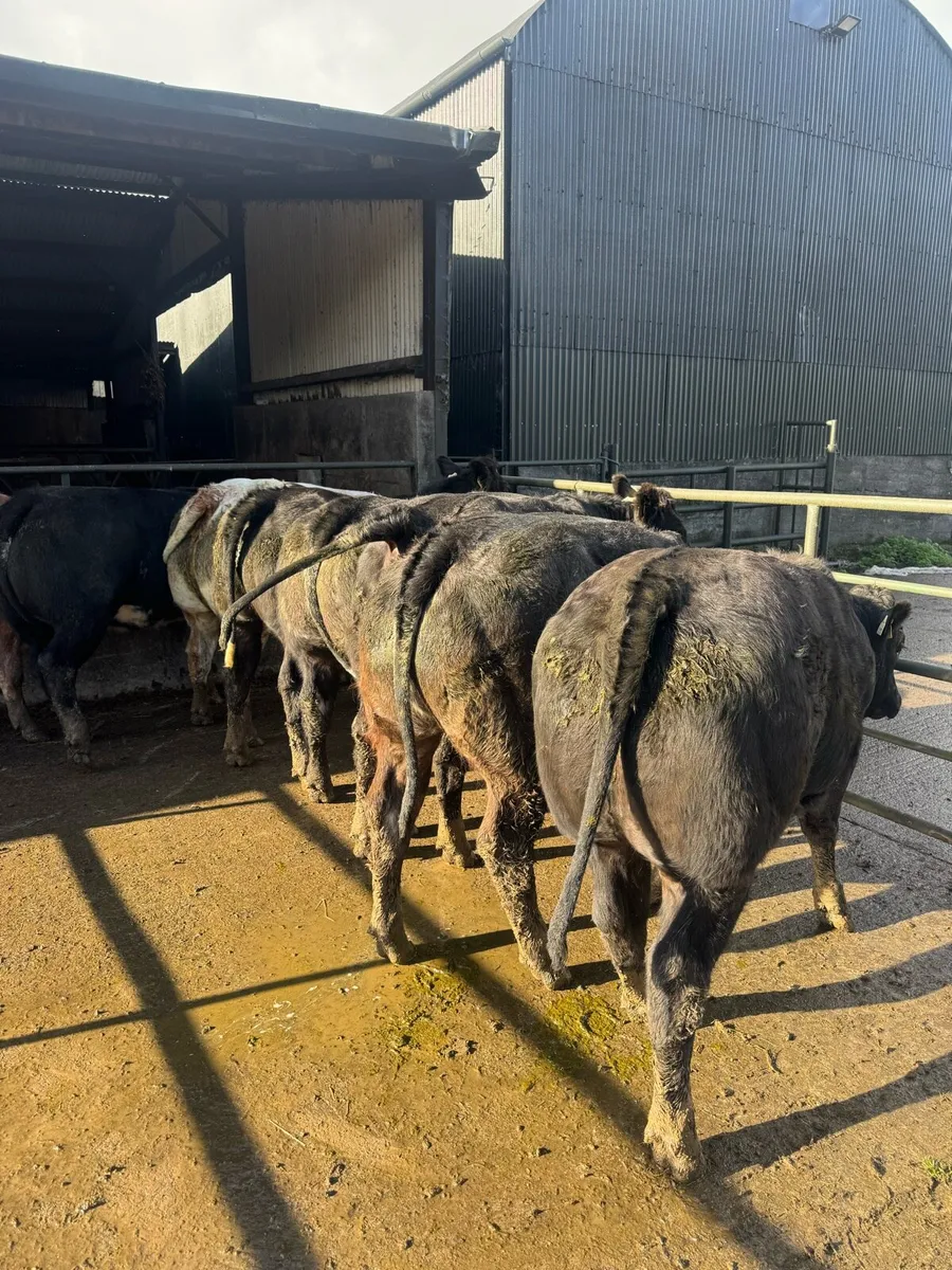 10 serious bulling heifers - Image 2