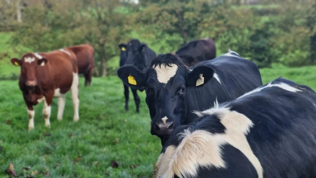 Incalf Heifers - Image 2