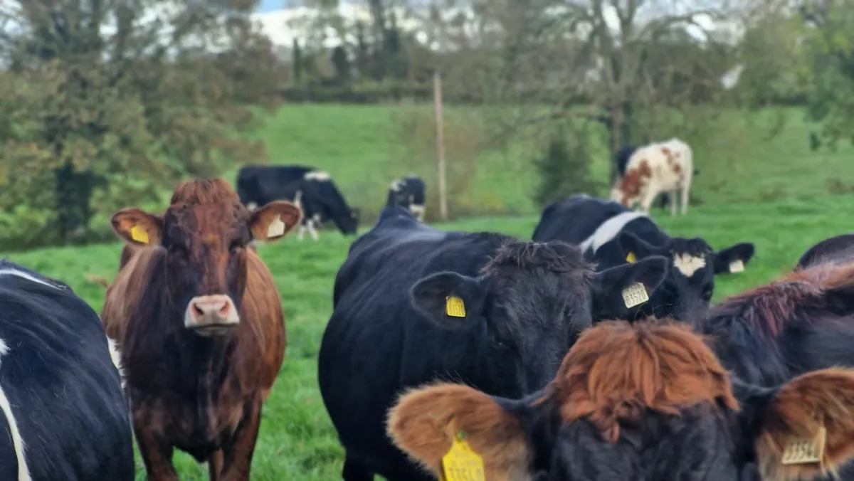 Incalf Heifers - Image 3