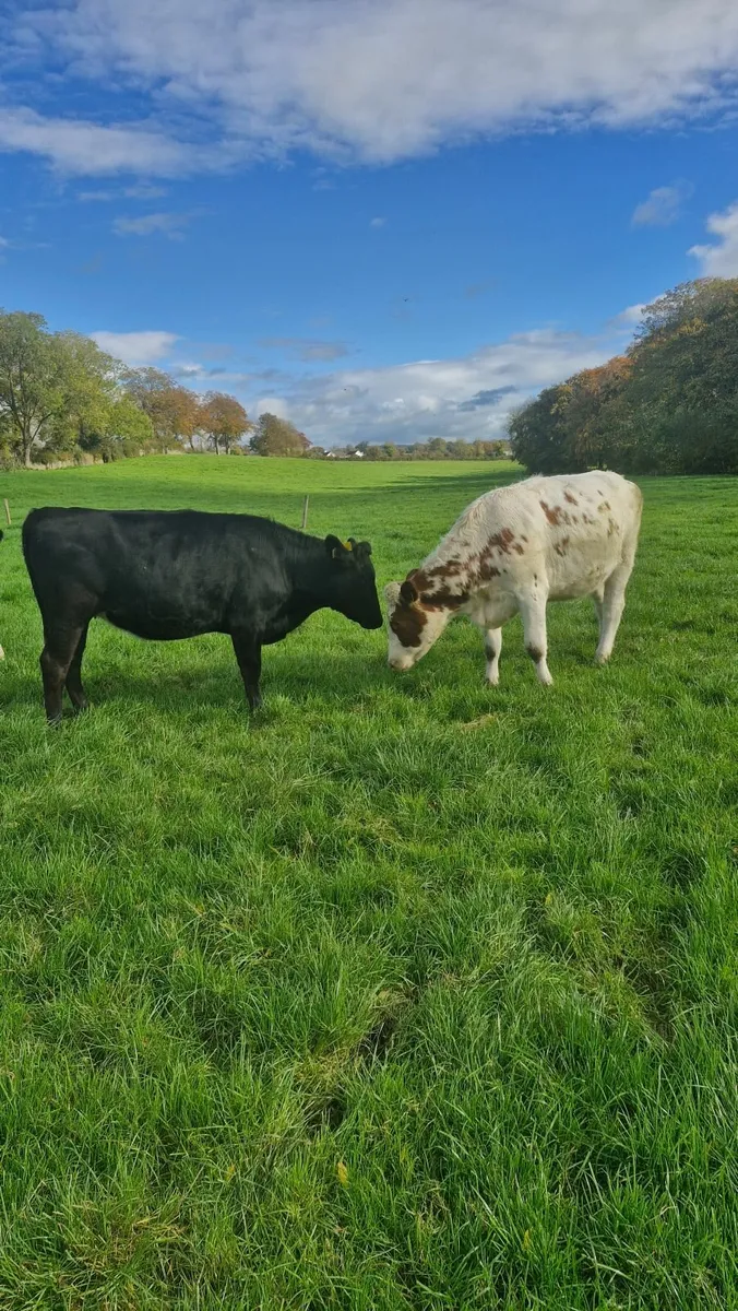 Incalf Heifers - Image 4