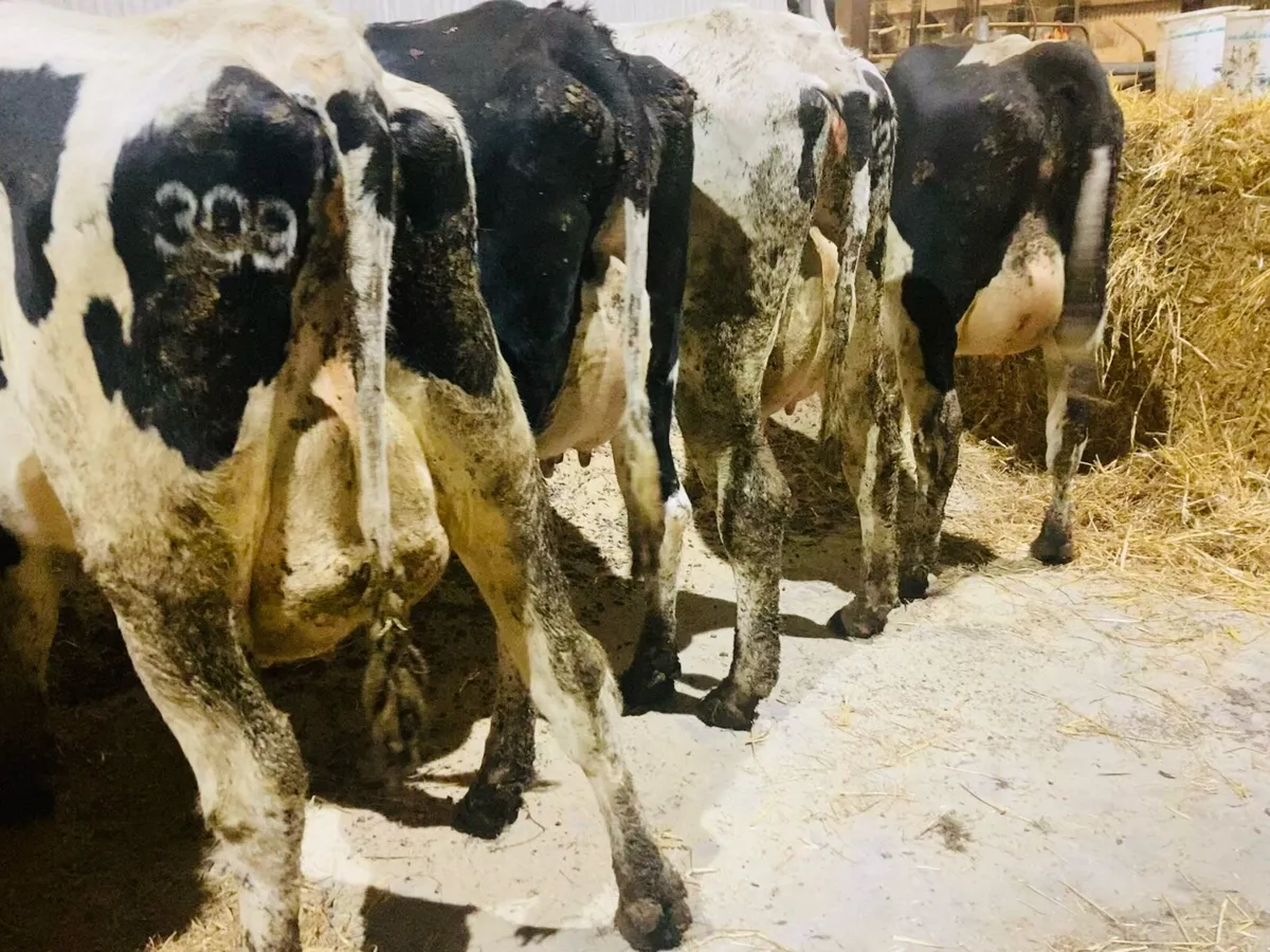 Special Entry - Omagh Mart Monday 27th Oct - Image 3