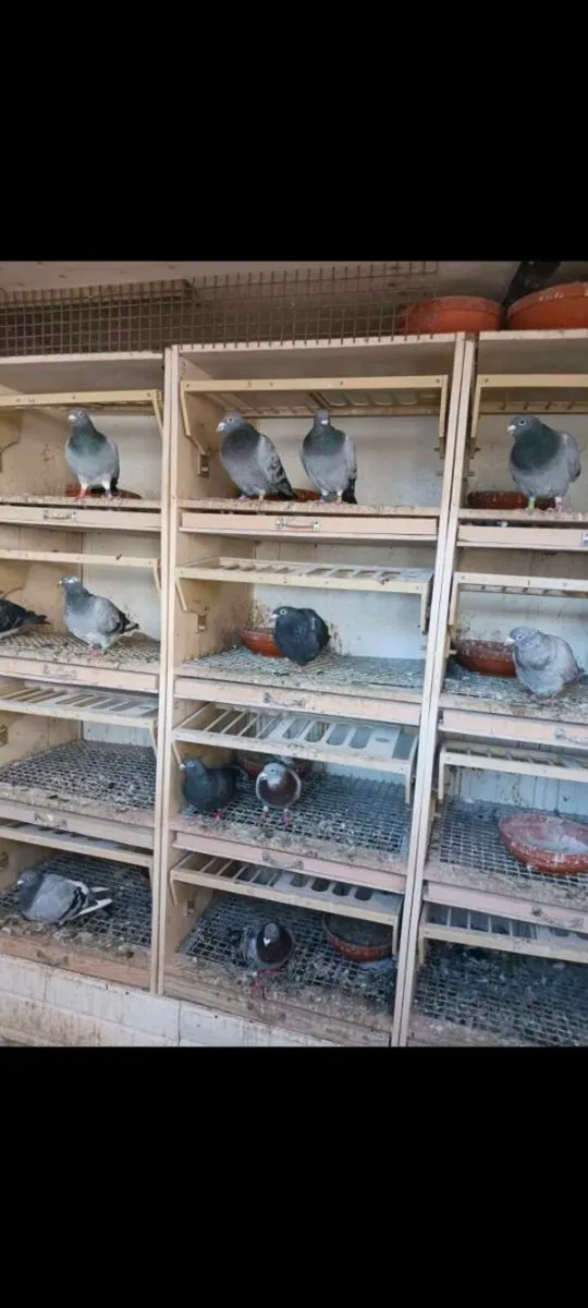 Pigeon Widowhood boxes