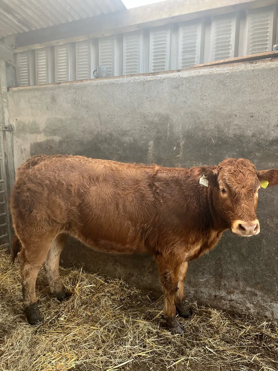 4 limousin heifers for Ballina mart bank holiday - Image 2