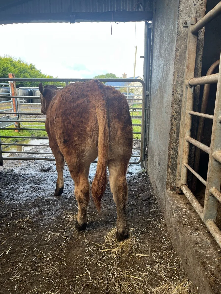 4 limousin heifers for Ballina mart bank holiday - Image 3