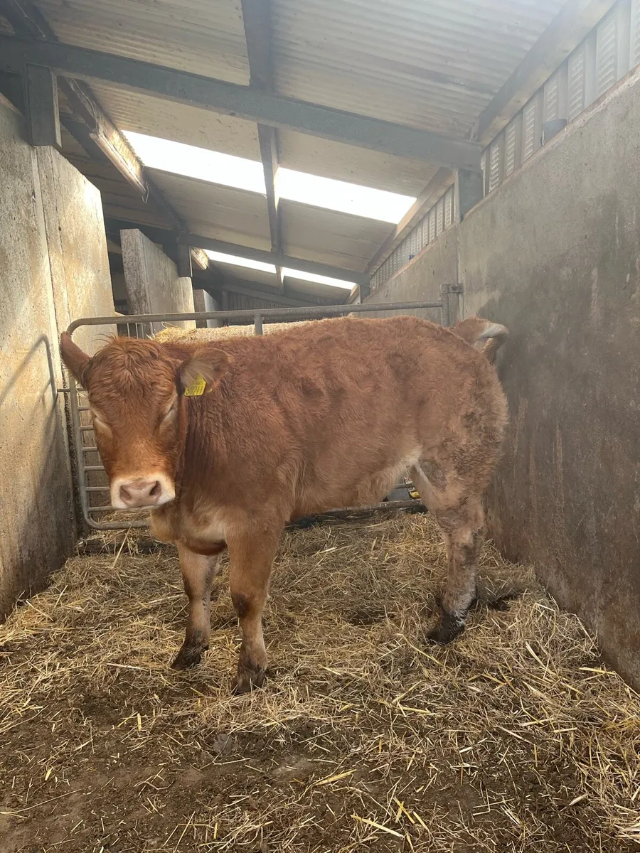 4 limousin heifers for Ballina mart bank holiday - Image 4