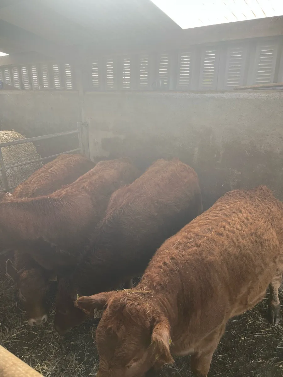 4 limousin heifers for Ballina mart bank holiday - Image 1