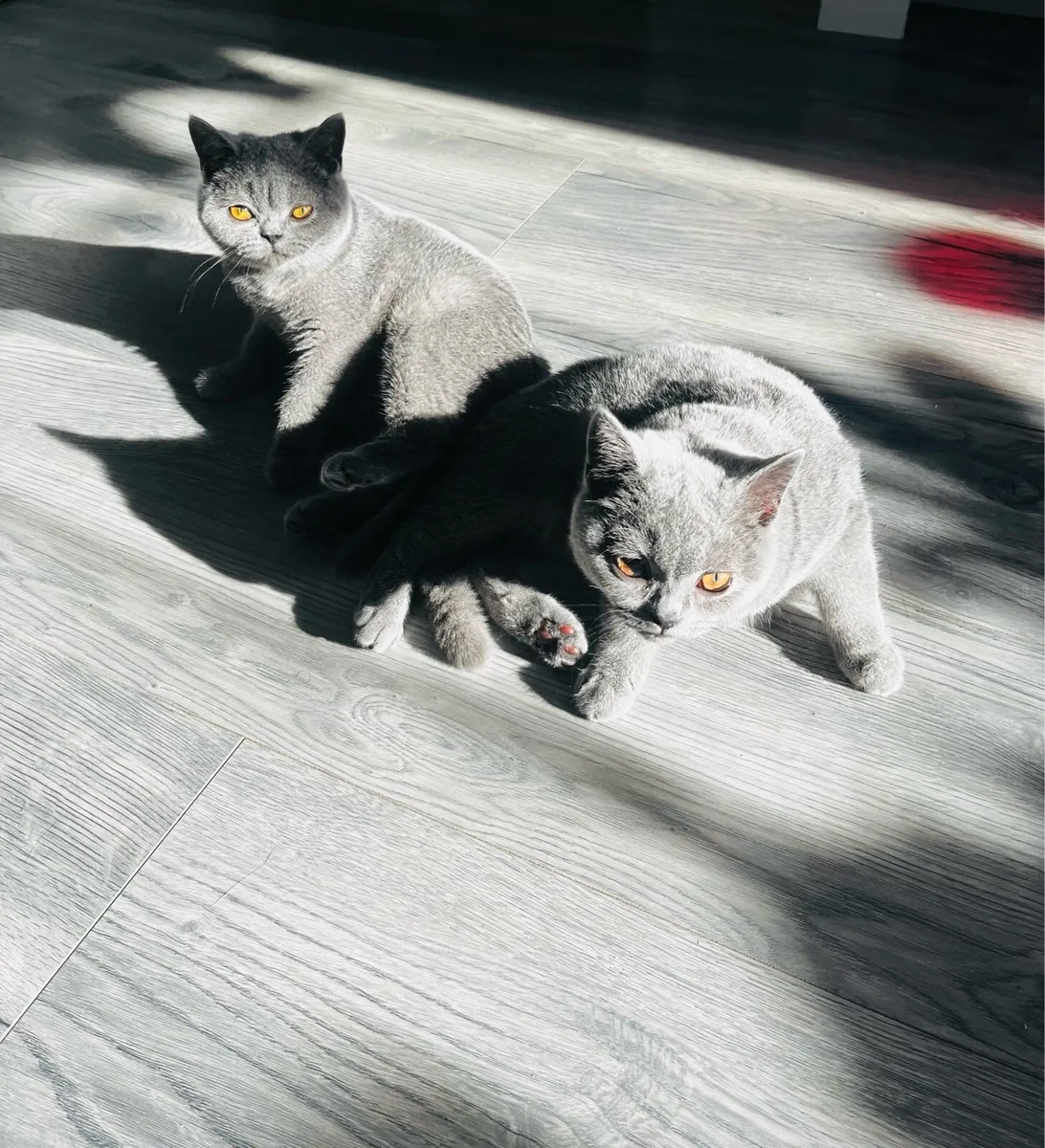 Pedigree British shorthair kittens - Image 2