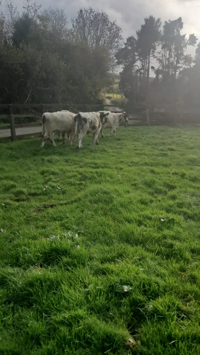 Belgium bulls - Image 3