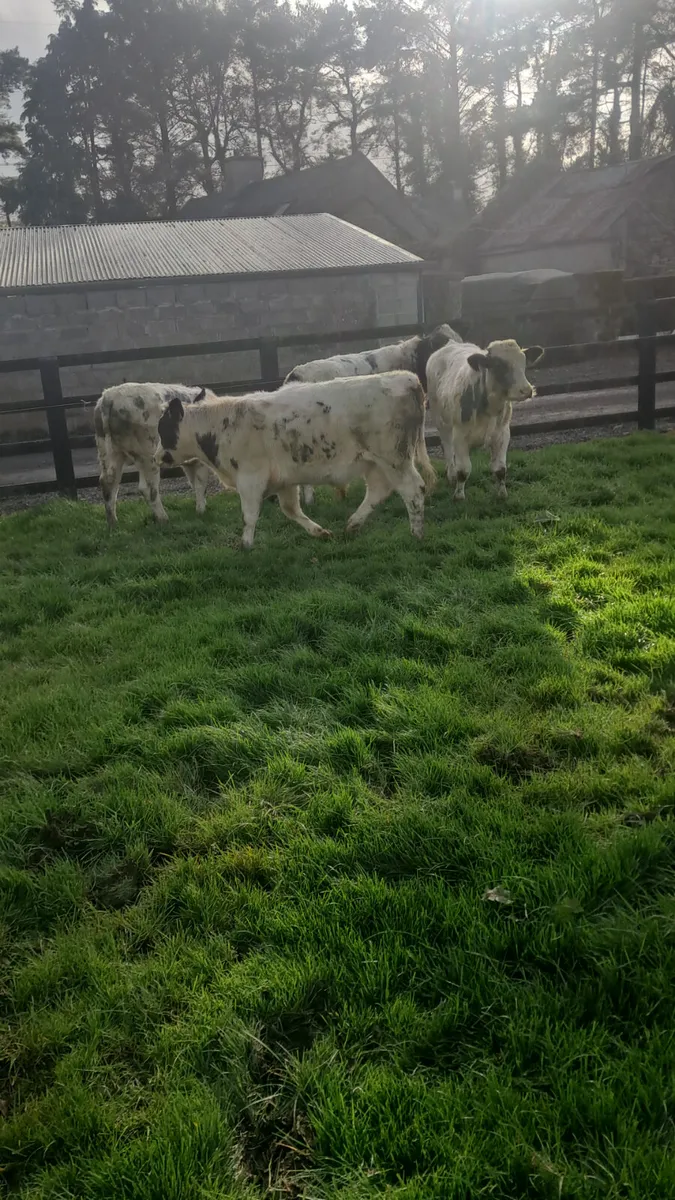 Belgium bulls - Image 4
