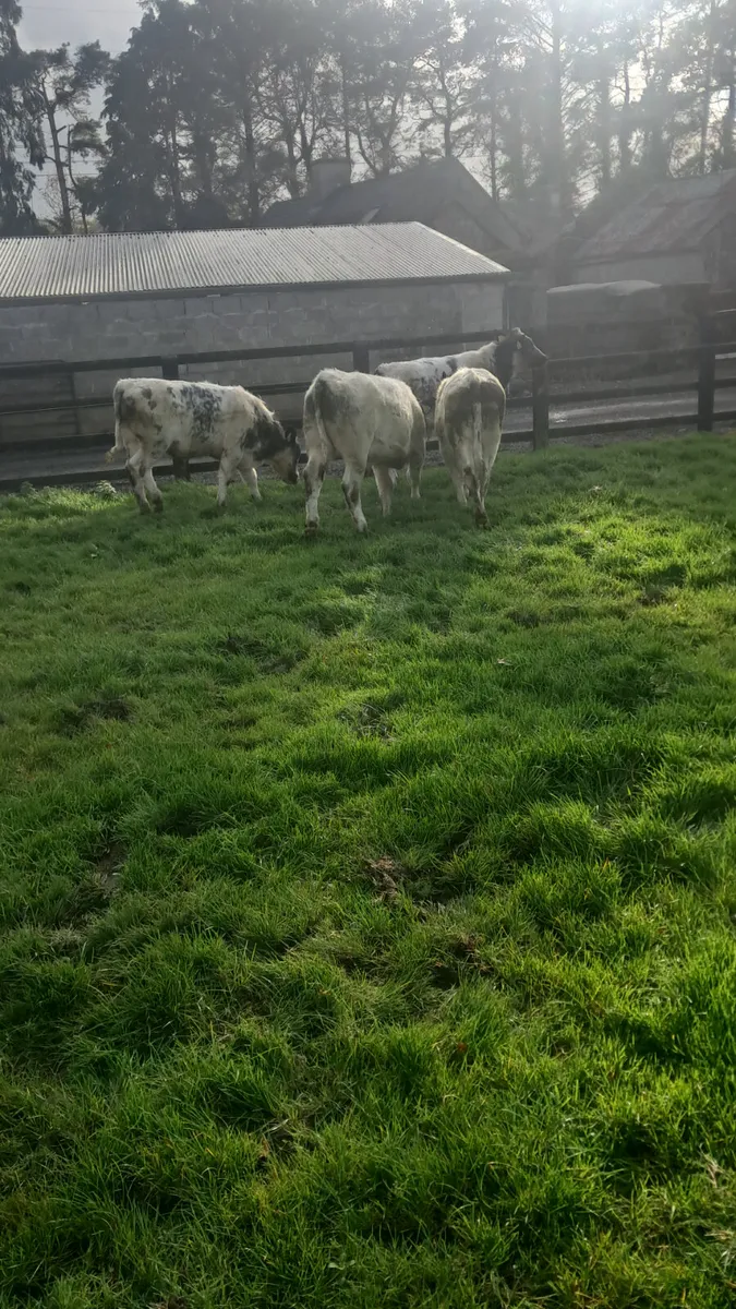Belgium bulls - Image 2