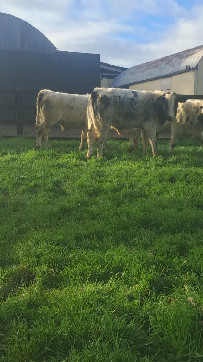 Belgium bulls - Image 1