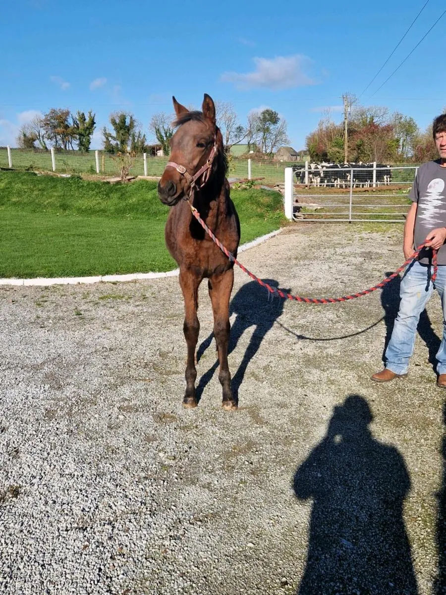 TB filly foal - Image 1