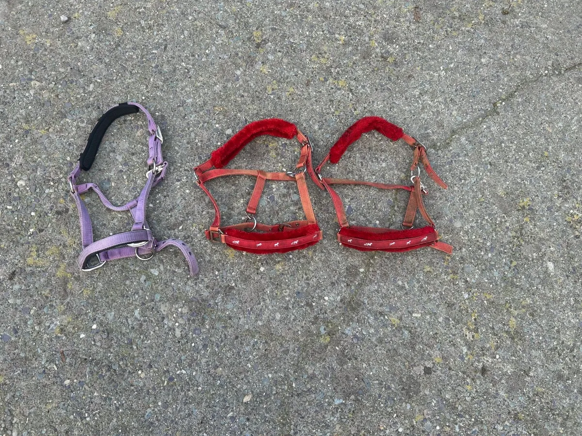 Horse care equipment - Image 1