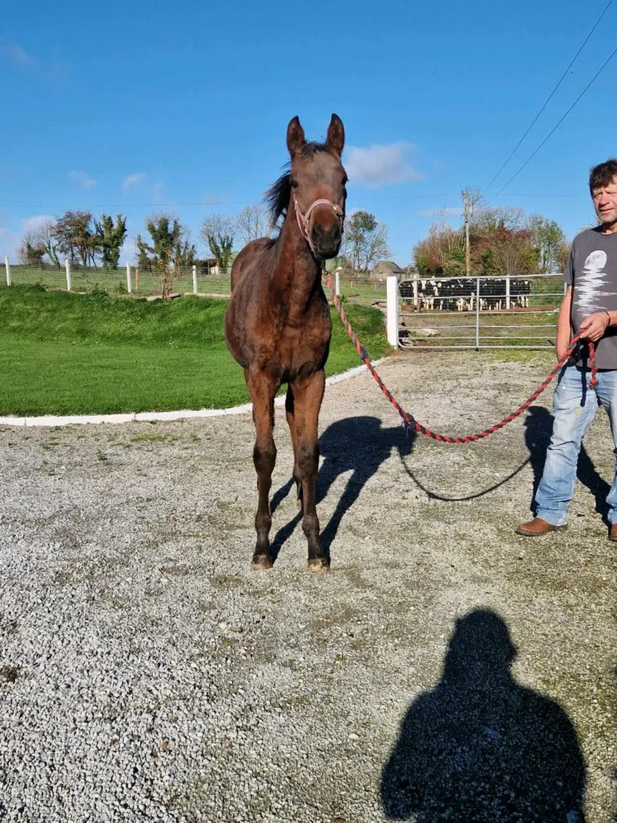 TB filly foal - Image 2