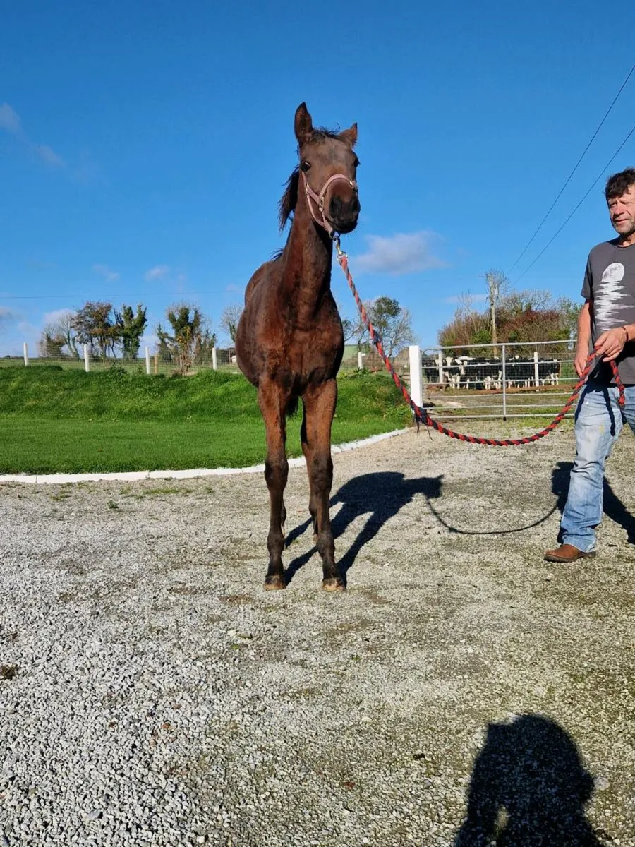 TB filly foal - Image 3