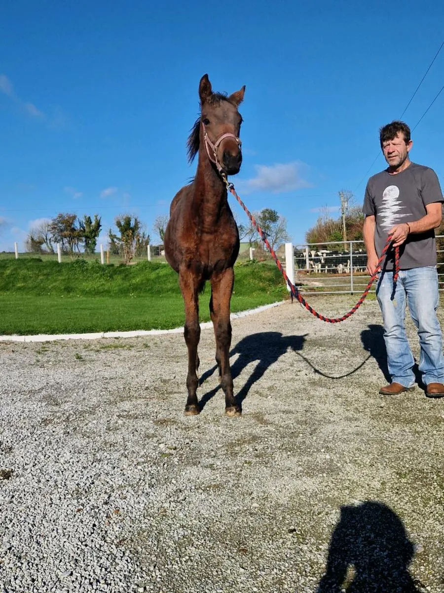 TB filly foal - Image 4